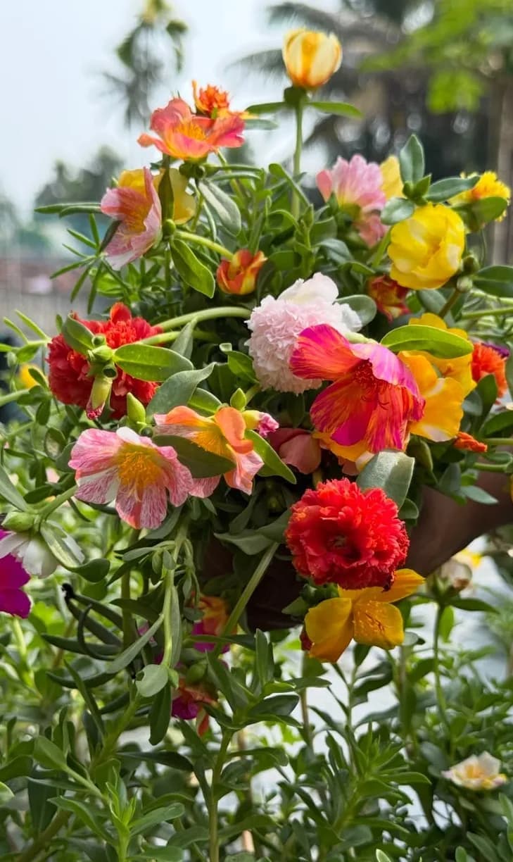 Pathumani Plant – 25 Colour Combo
