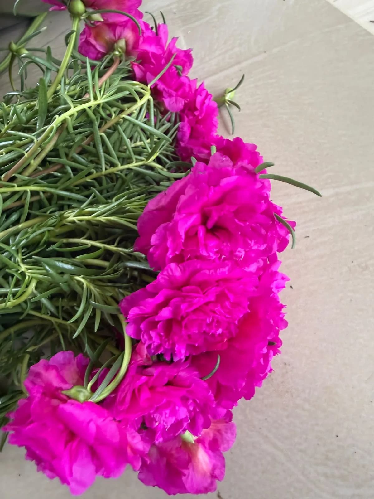 Pathumani Plant – 3 Cuttings