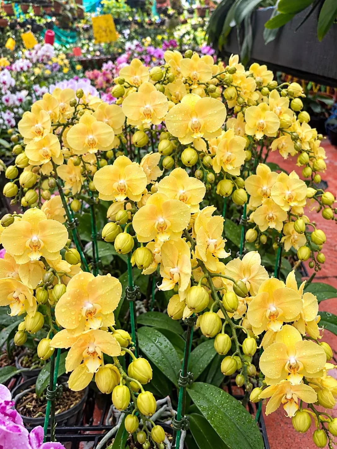 Phalaenopsis with flower – GL021651