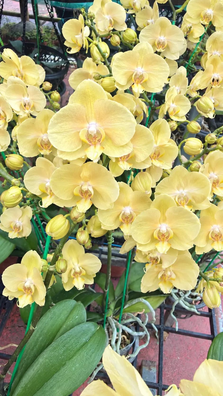 phalaenopsis-with-flower-