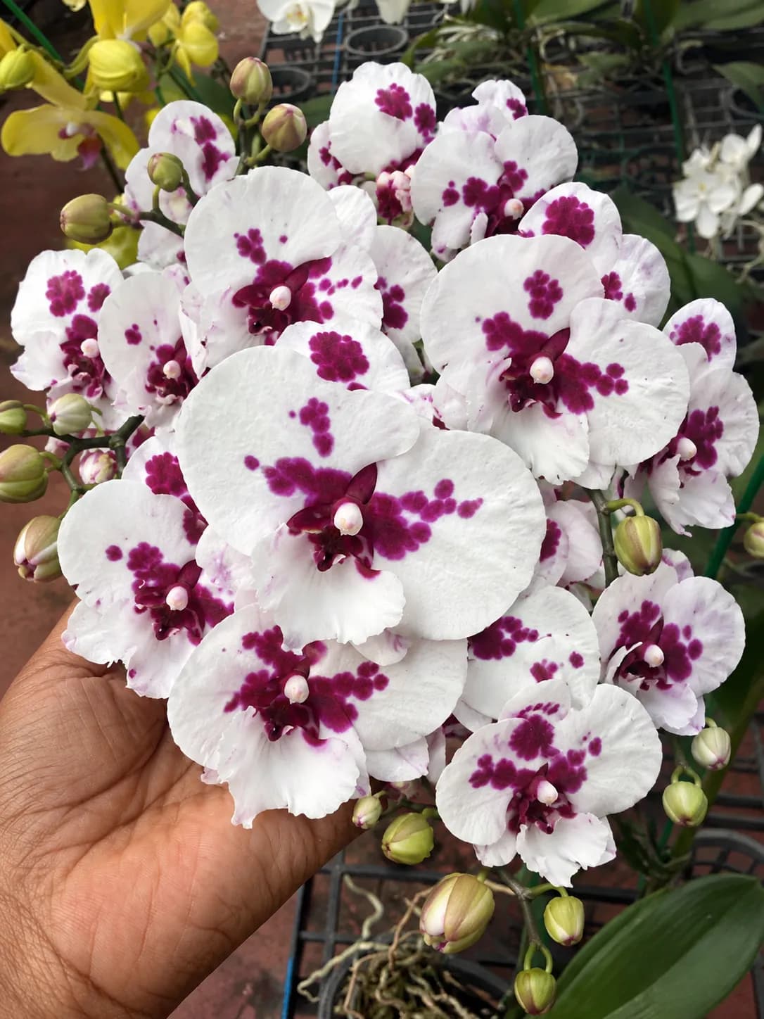 Phalanopsis