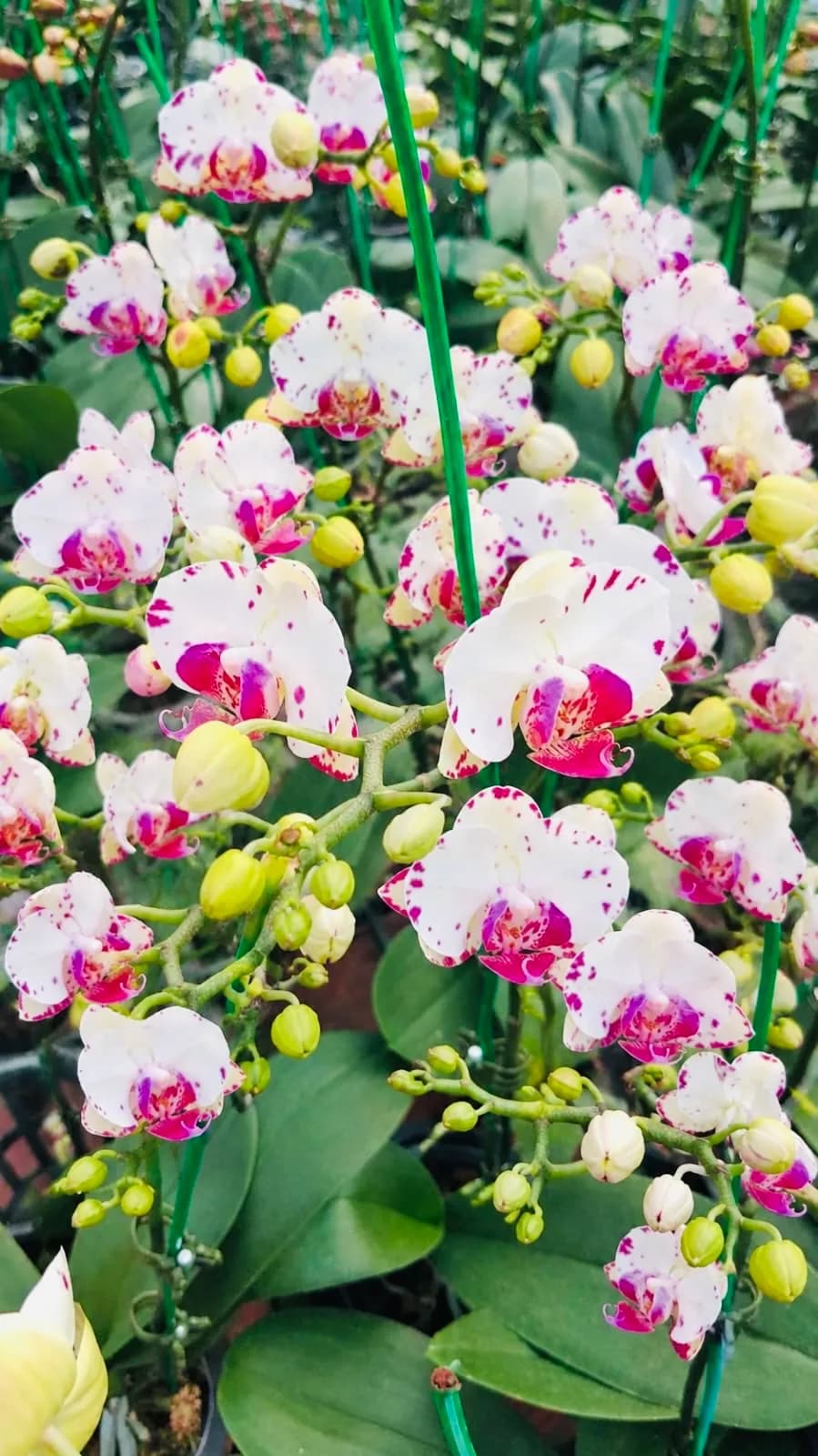 Phalanopsis-GL021724