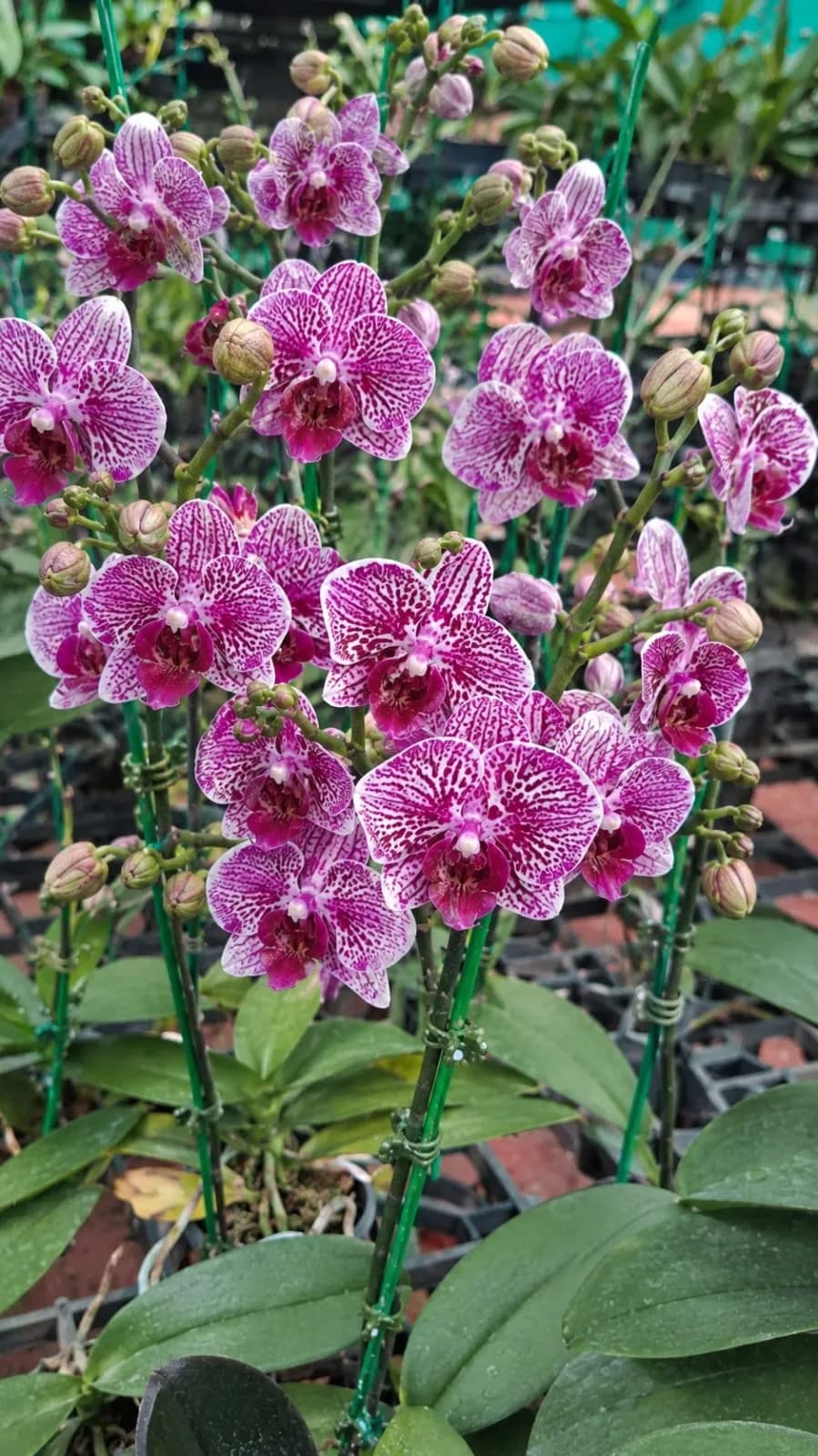 phalanopsis miniyeture1